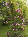 Magnolia liliflora Nigra-4 Magnolia purpurowa